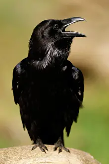 Sound: Common raven (Corvus corax), animal portrait, ca