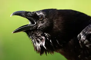 Sound: Common raven (Corvus corax), animal portrait, ca