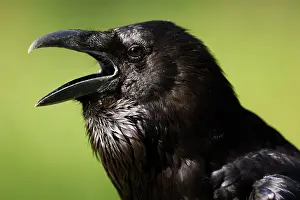 Sound: Common raven (Corvus corax), animal portrait, ca