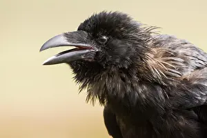 Corax: Common raven (Corvus corax), animal portrait, open