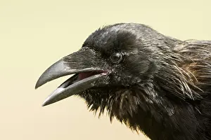 Corax: Common raven (Corvus corax), animal portrait, open