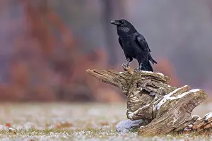 Corvus: Common raven (Corvus corax) Autumn leaves, autumn