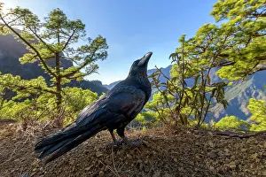Volcanoes: Common raven (Corvus corax) in the caldera of Taburiente