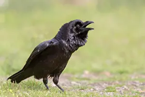 Sound: Common raven (Corvus corax), calling, on the ground