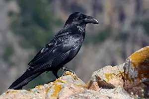 Corax: Common raven (Corvus corax), Corsica, France, Europe