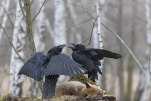 Carcass: Two common raven (Corvus corax), fighting and feeding on the
