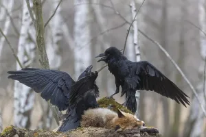 Carcass: Two common raven (Corvus corax), fighting and feeding on the