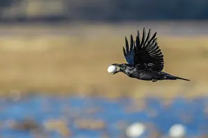 Steal: Common raven (Corvus corax) flies with a stolen