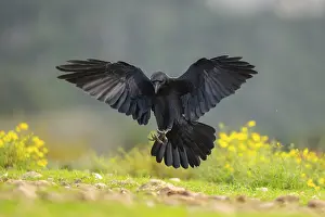Corvid: Common raven (Corvus corax) in flight