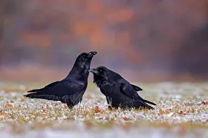 Corvus: Common raven (Corvus corax) mating pair, mating