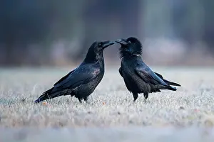 Corax: Common raven (Corvus corax) pair during courtship