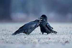 Corax: Common raven (Corvus corax) pair during courtship