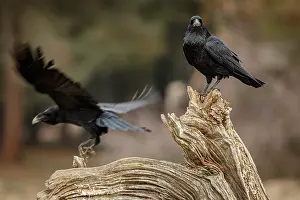 290420: Common Raven (Corvus corax) - perched on a branch