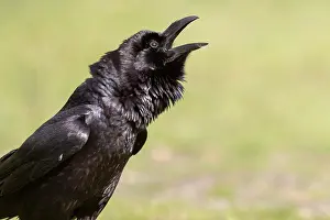 Sound: Common raven (Corvus corax), portrait, calling
