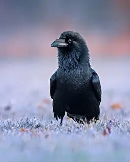 Corax: Common raven (Corvus corax) Snowy landscape at sunrise