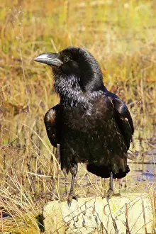 Corvus: Common Raven (Corvus corax) on a stone