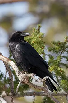 Corax: Common Raven (Corvus corax). Swamp Canyon, Bryce