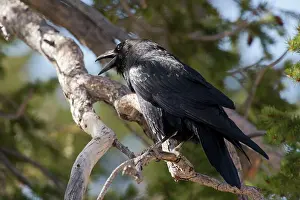 Corax: Common Raven (Corvus corax). Swamp Canyon, Bryce