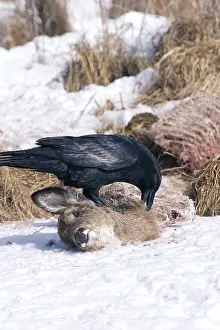 Corax: Common Raven at Deer Carcass