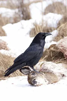 Corax: Common Raven at Deer Carcass