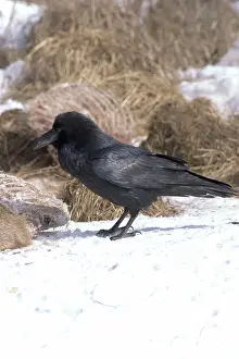 Corax: Common Raven at Deer Carcass