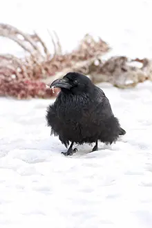 Corax: Common Raven at Deer Carcass
