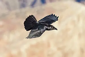 Ravens: Common Raven - in flight
