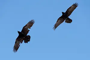 Crow: Common Raven - in flight