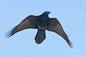 Ravens: Common Raven -in flight