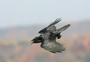 Recent: Common Raven - Ravens are found mainly in mountainous
