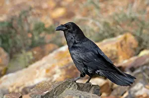 Ravens: Common Raven - subspecies tingitanus