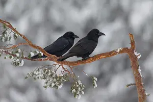 190122: Common Ravens - adult ravens in winter - Sweden