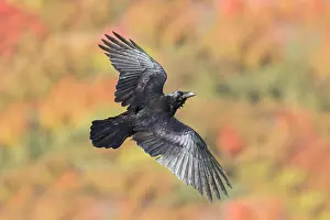 Connecticut: Common Ravin, Corvus corax. In flight along Connecticut ridg