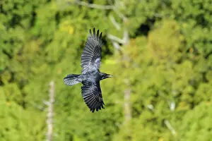 240517: Common Ravin Corvus corax One of the more intellegent