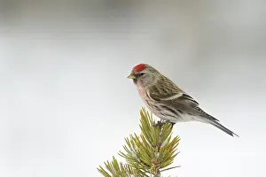 Poll: Common Red Poll