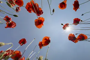 Flanders: Common Red Poppy, Flanders Poppy - flowering