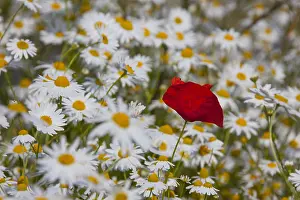 Oxeye: Common Red Poppy and Ox-eye Daisy / Moon Daisy -