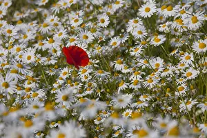 Oxeye: Common Red Poppy and Ox-eye Daisy / Moon Daisy -