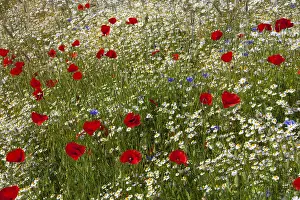 Oxeye: Common Red Poppy and Ox-eye Daisy / Moon Daisy -