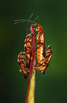 Soldier: Common Red Soldier Beetle