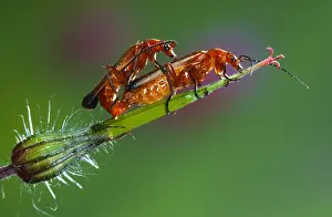 Soldier: Common Red Soldier Beetle