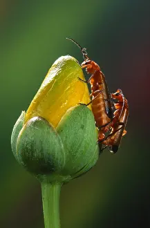 Soldier: Common Red Soldier Beetle