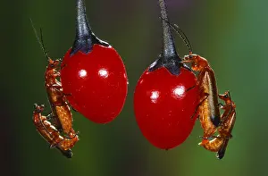 Soldier: Common Red Soldier Beetle