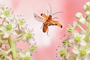 Soldier: Common red soldier beetle (Rhagonycha fulva) in