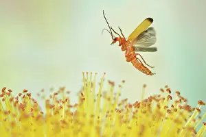 Soldier: Common red soldier beetle (Rhagonycha fulva) in f