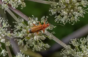 Soldier: Common red Soldier Beetles, Rhagonycha fulva, feeding