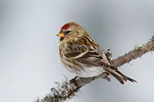 Redpolls: Common Redpoll