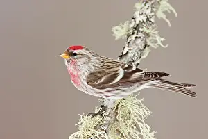 Redpolls: Common Redpoll