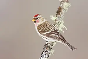 Redpolls: Common Redpoll