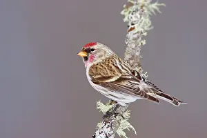 Redpolls: Common Redpoll